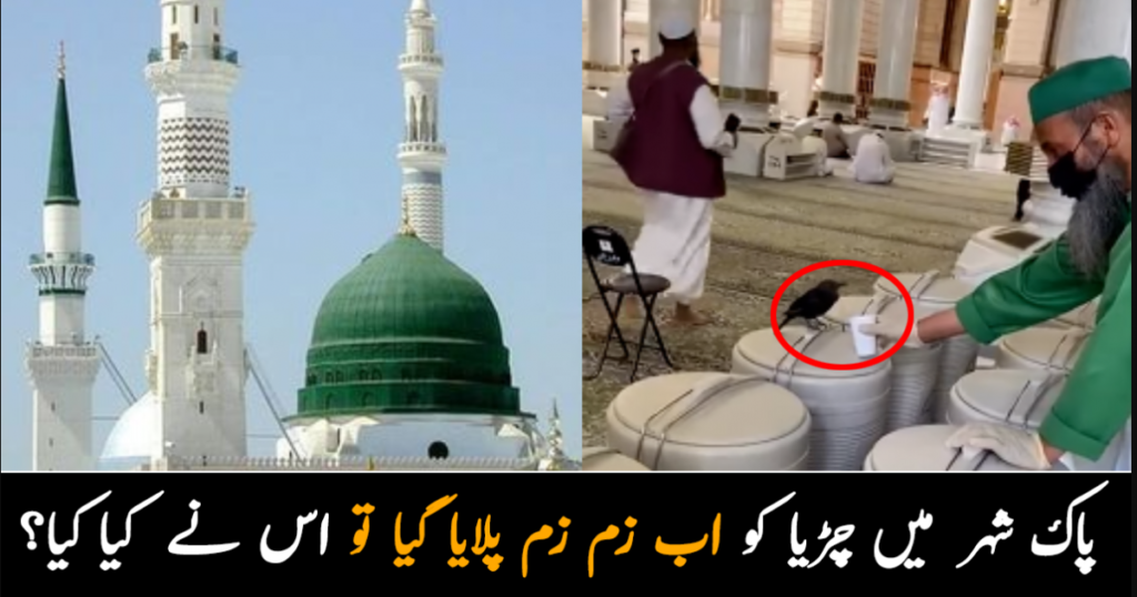 یہاں سے کوئی پیاسا نہیں جاتا ۔۔ مسجد نبوی ﷺ میں چڑیا کو آب زم زم پلایا گیا تو اس نے فوراََ کیا کیا؟ دیکھیے